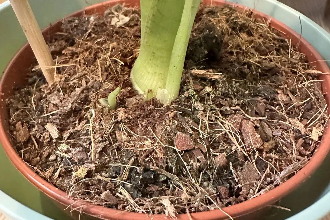 Soil Requirement