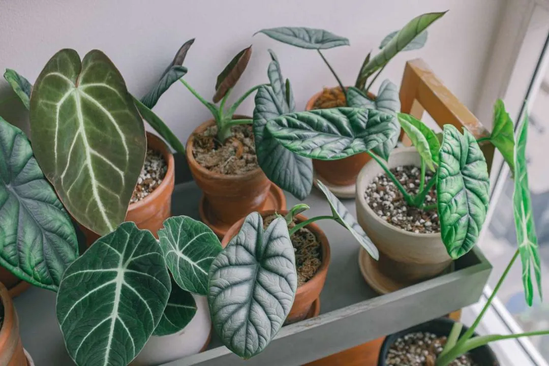 Soil and Potting Considerations