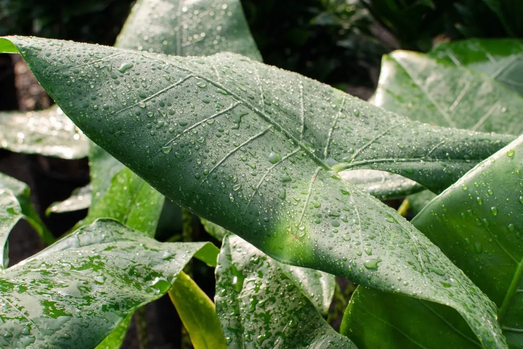 Temperature and Humidity for Alocasia Wentii