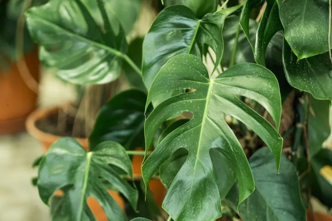 The Care for Leaves for Monstera Deliciosa