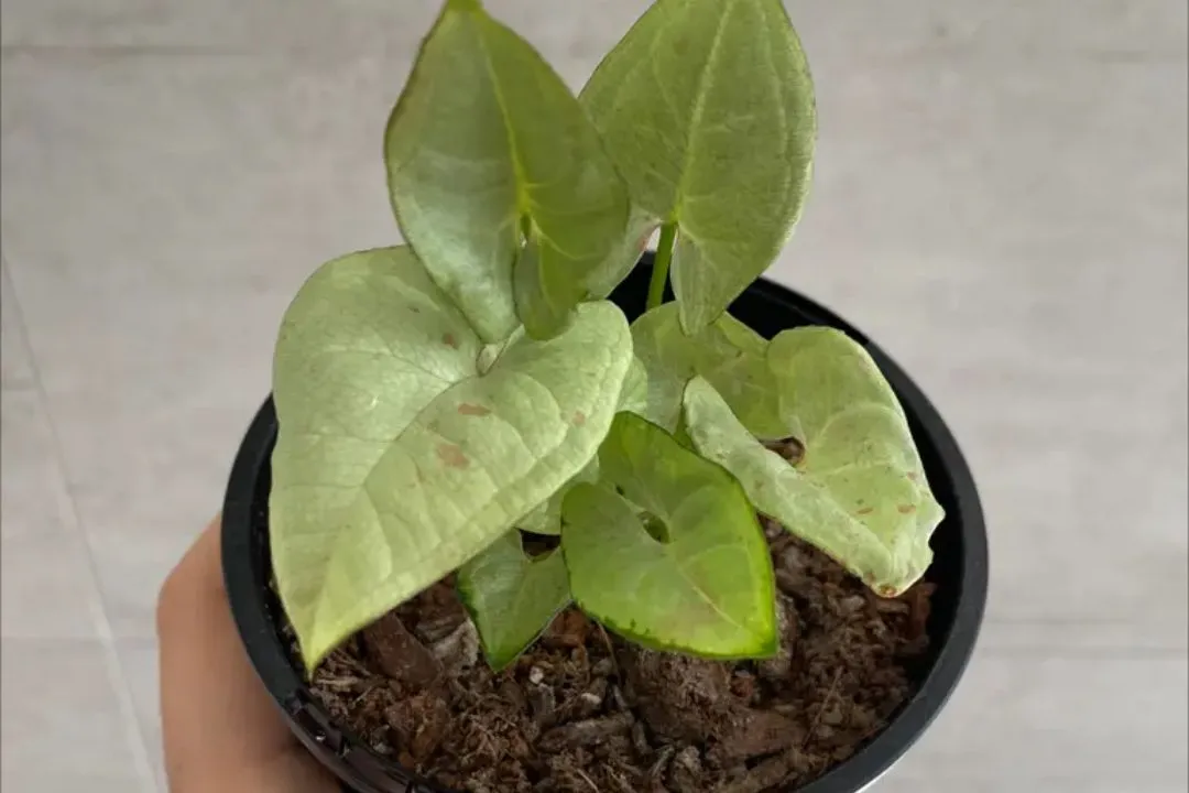 Syngonium Milk Confetti