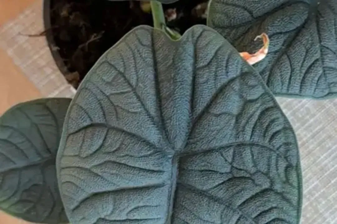 Understanding the Alocasia Melo's Natural Habitat