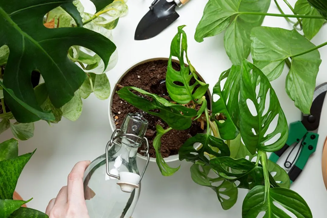 Underwatering