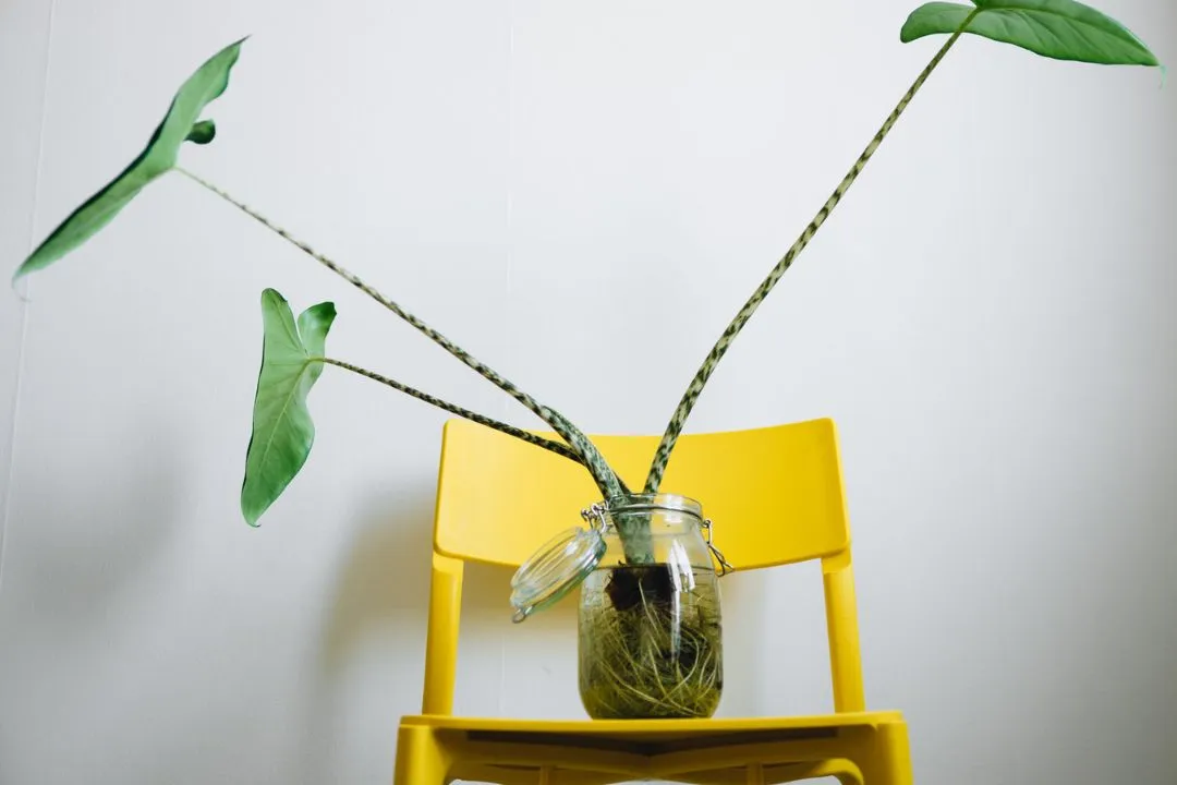 Watering Needsfor Alocasia Wentii