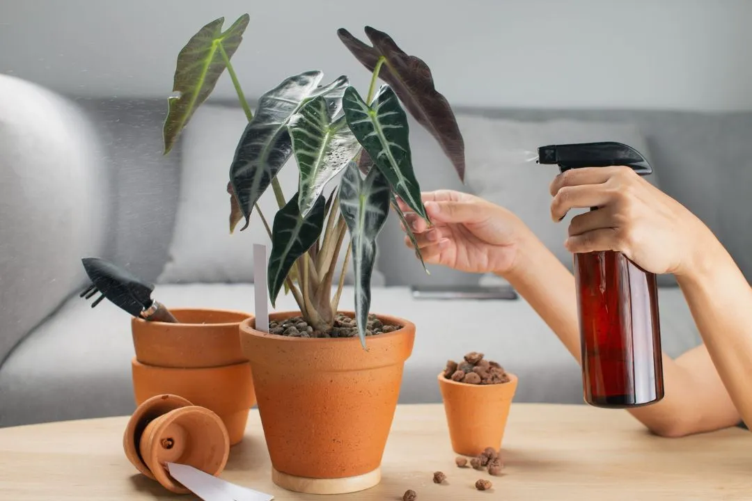 Watering and Humidity Needs