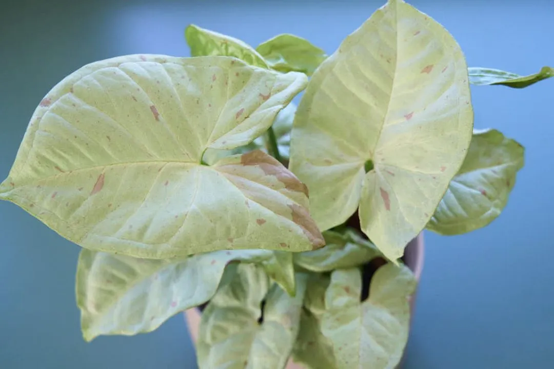 Syngonium Milk Confetti