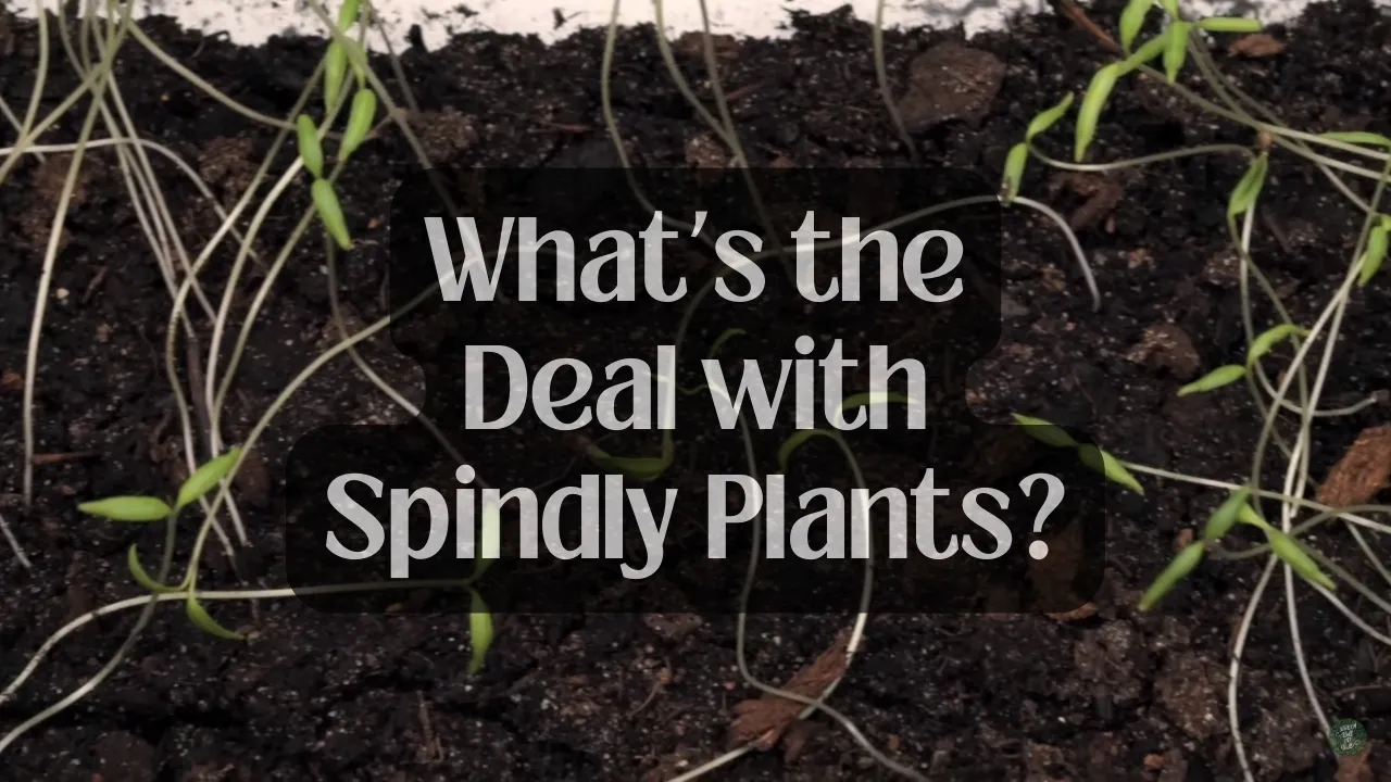 What's the Deal with Spindly Plants