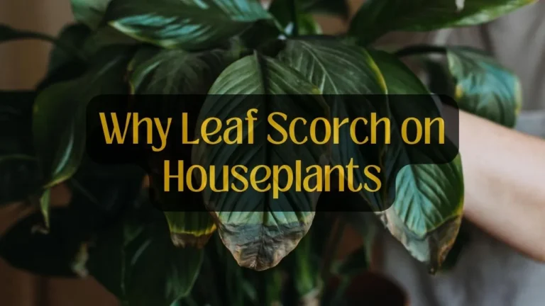 Discover All the Reasons Why Leaf Scorch on Houseplants