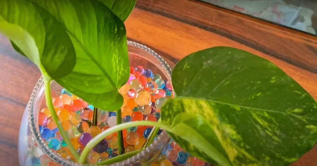 Why Use Water Beads for Houseplants