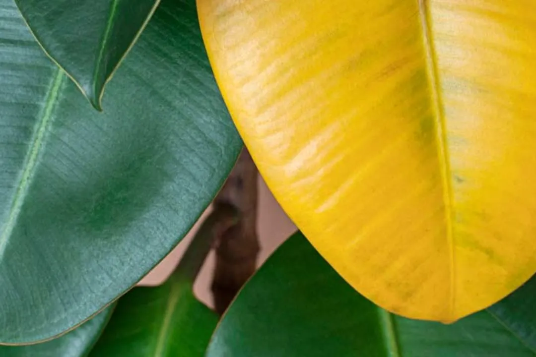 Yellowing Leaves for Alocasia Wentii
