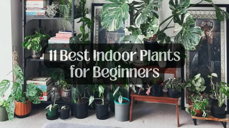 11 Best Indoor Plants for Beginners 