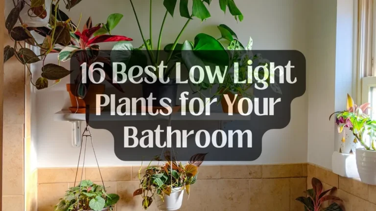 16 Best Plants for Bathroom with No Sunlight | Low-Light Bathroom Decor