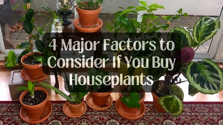 4 Major Factors to Consider If You Buy Houseplants