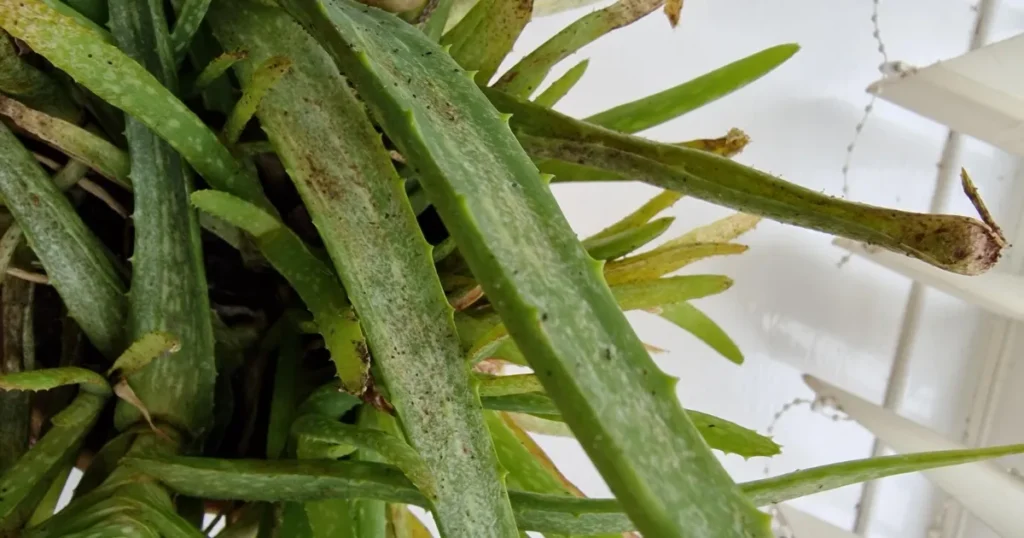 7 Aloe Vera Pests And How to Recognize These