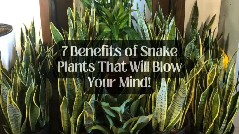7 Benefits of Snake Plants That Will Blow Your Mind!