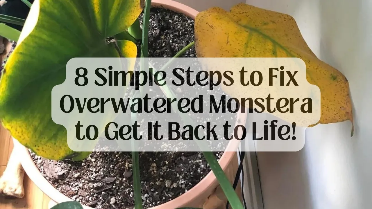 8 Simple Steps to Fix Overwatered Monstera to Get It Back to Life!