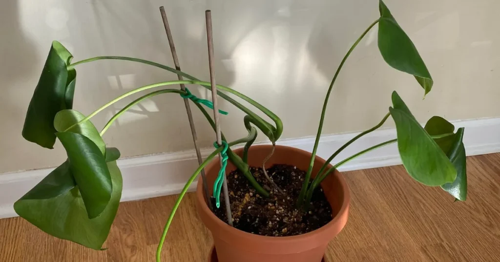 8 Step-by-Step Monstera Repotting Guide