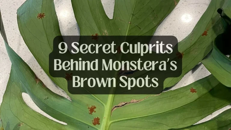 9 Secret Culprits Behind Monstera’s Brown Spots (Solved!)