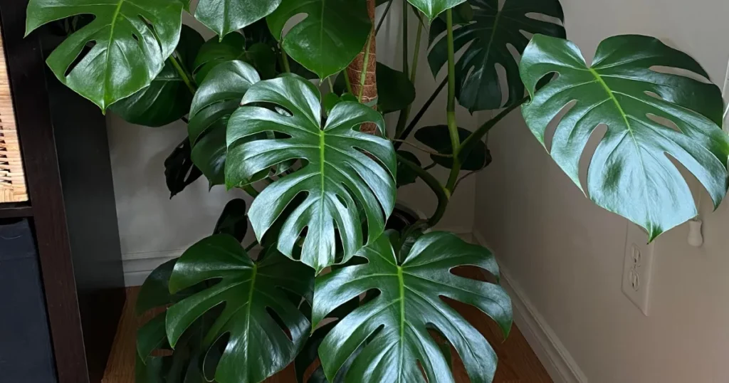 A Simple Guide for Thriving Monstera Plants