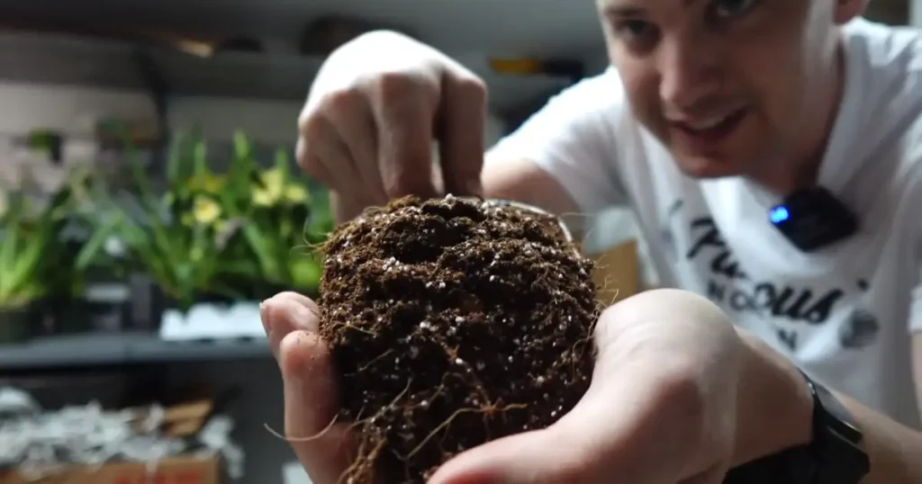 Add Fresh Soil