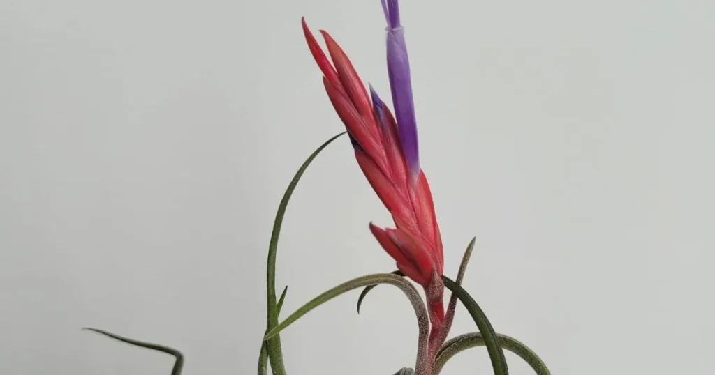 Air Plants