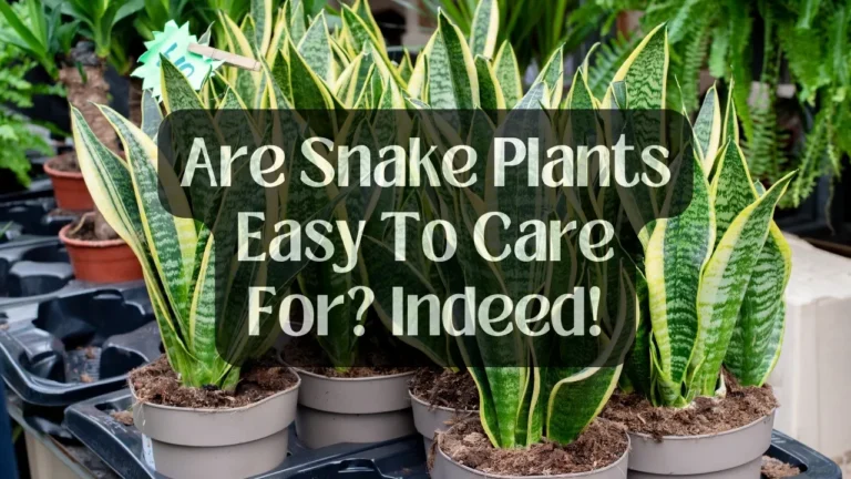 Are Snake Plants Easy To Care For? Indeed!