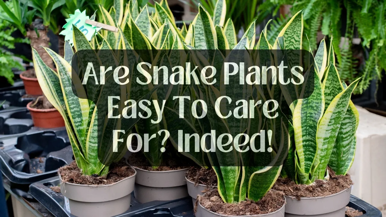 Are Snake Plants Easy To Care For