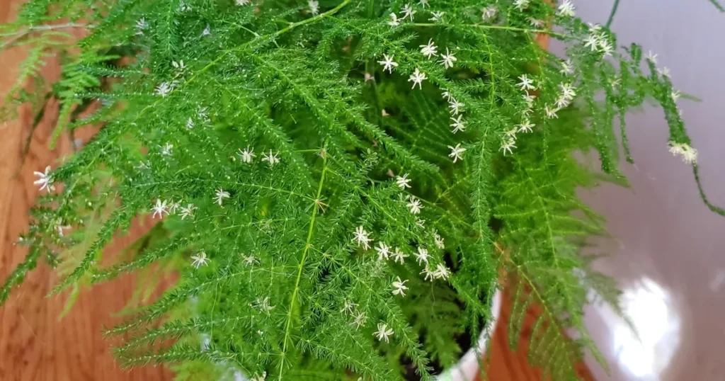 Asparagus Fern