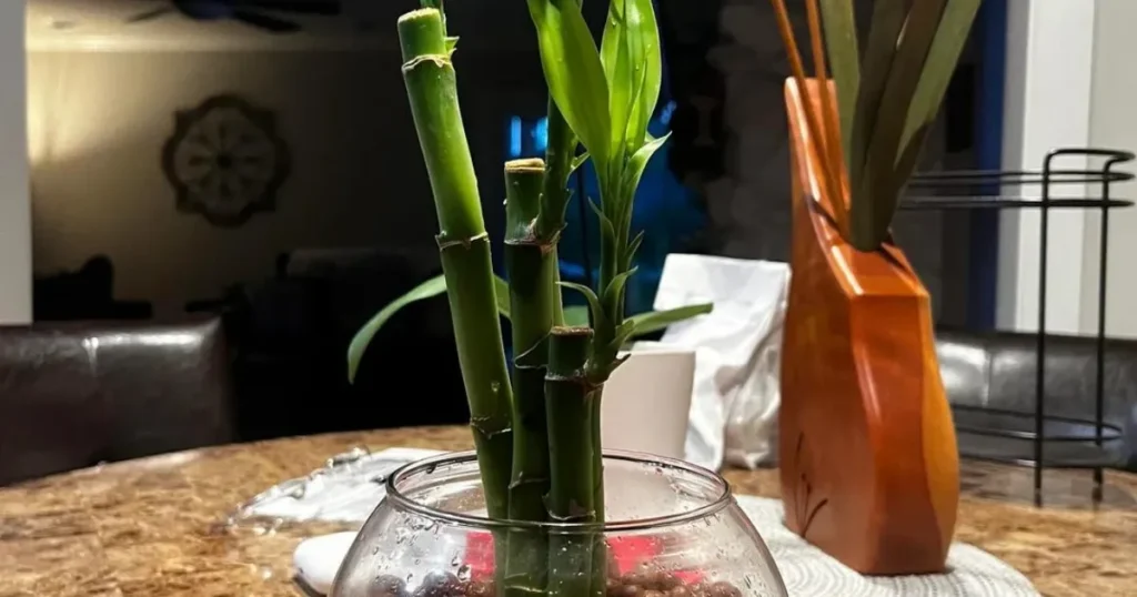 Bamboo