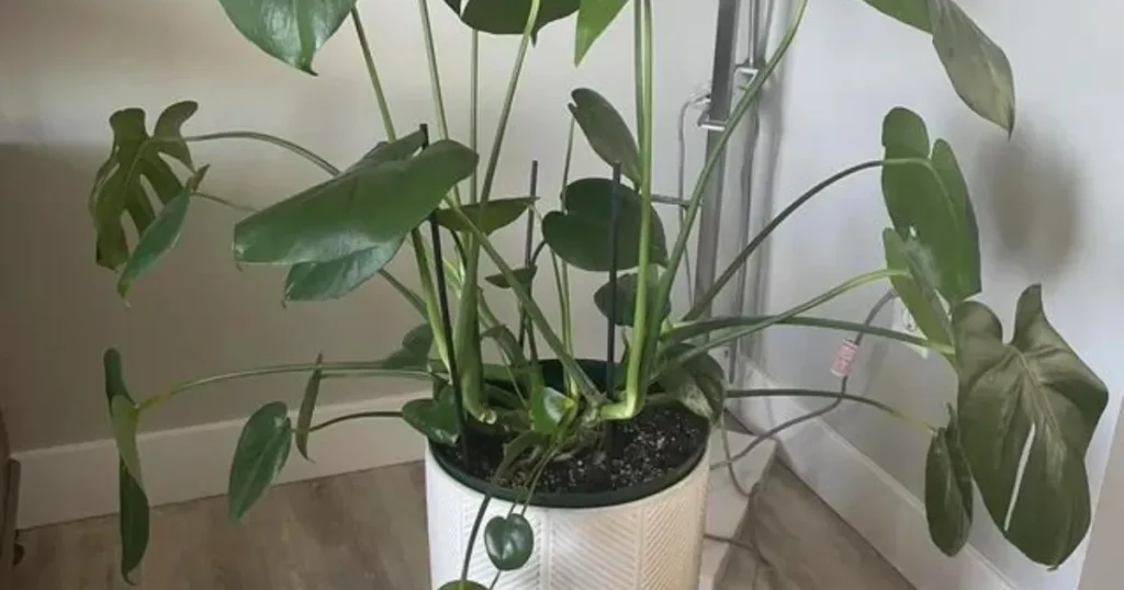 Best Time of Year for Repotting Monstera