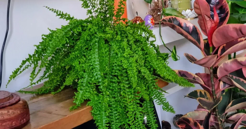 Boston Fern