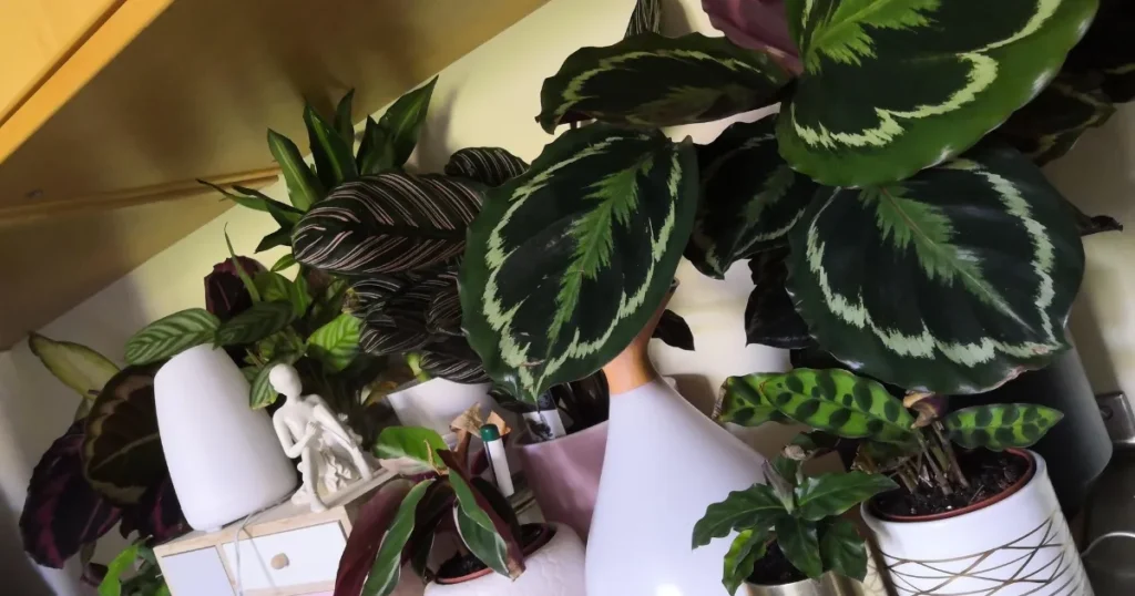 Calathea
