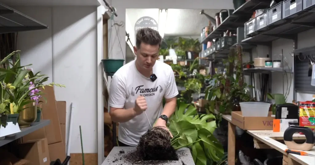 Care After Repotting