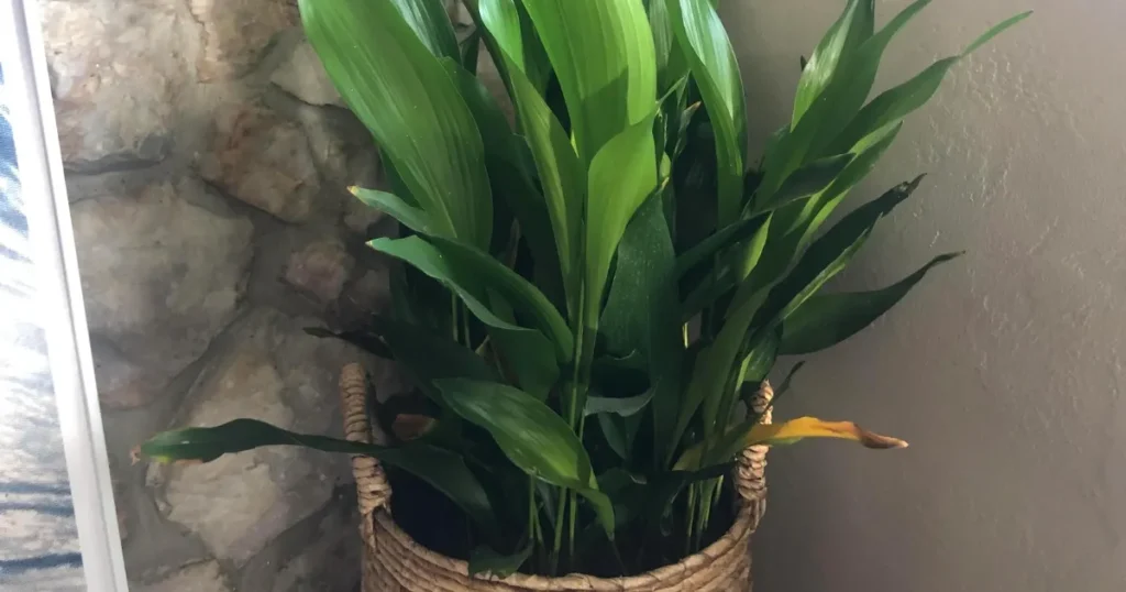 Cast Iron Plant