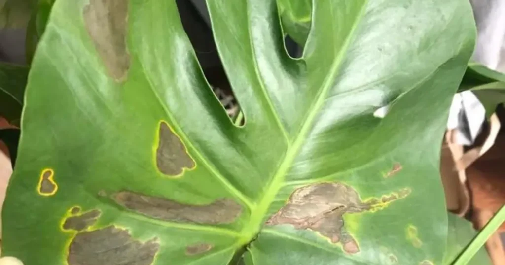 Causes of Black Spots on Monstera Plants