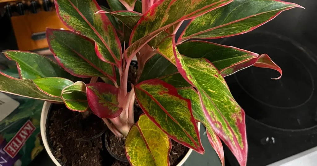 Chinese Evergreen