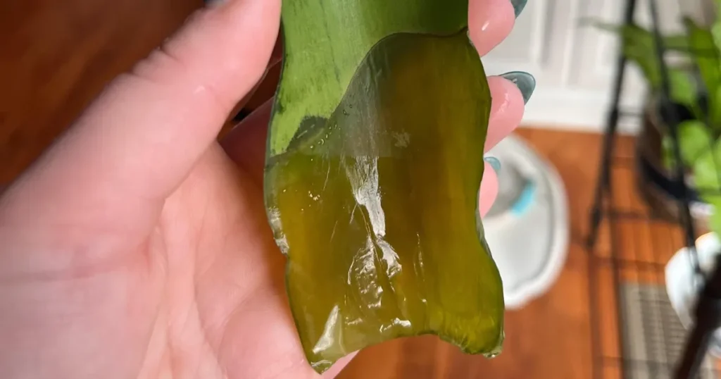 Common Snake Plant Propagation Problems
