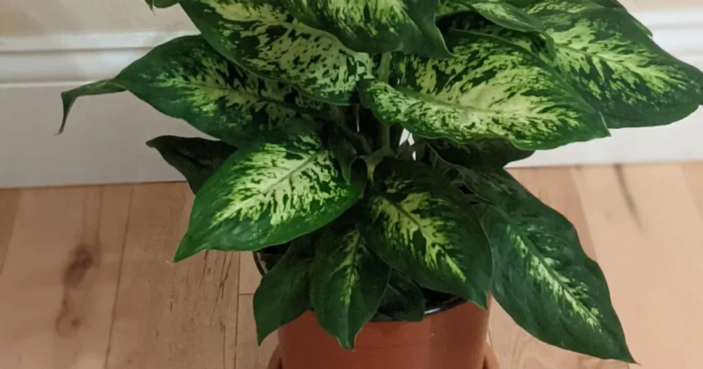 Dieffenbachia