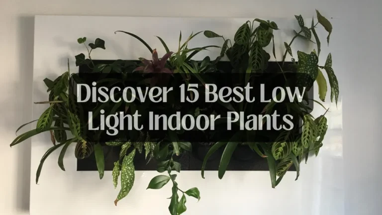 Discover 15 Best Low Light Indoor Plants
