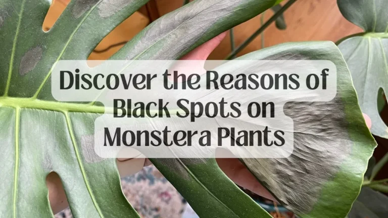 Discover the Reasons of Black Spots on Monstera Plants