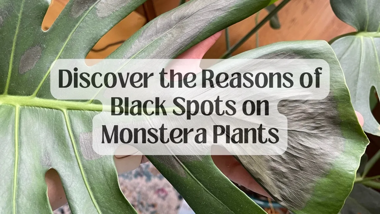 Discover the Reasons of Black Spots on Monstera Plants