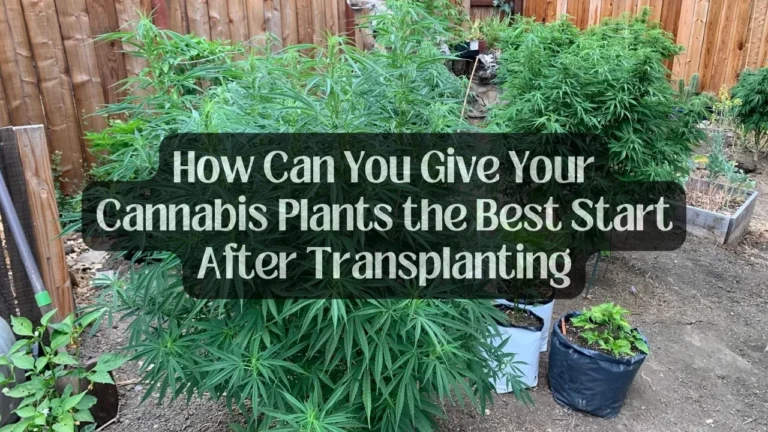 How Can You Give Your Cannabis Plants the Best Start After Transplanting?