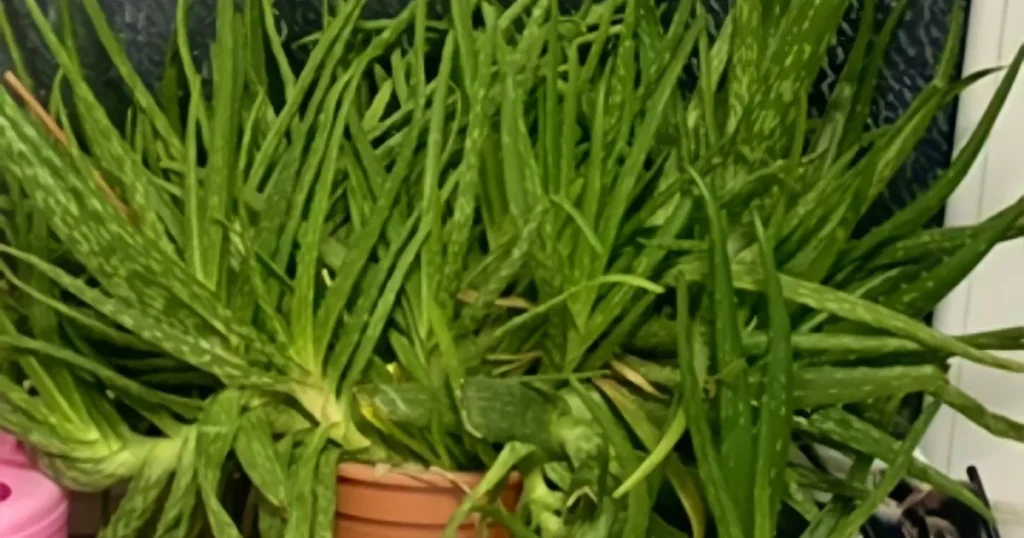 How Can You Grow Aloe Vera Indoors