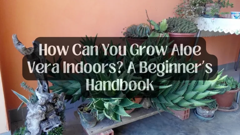 How Can You Grow Aloe Vera Indoors? A Beginner’s Handbook