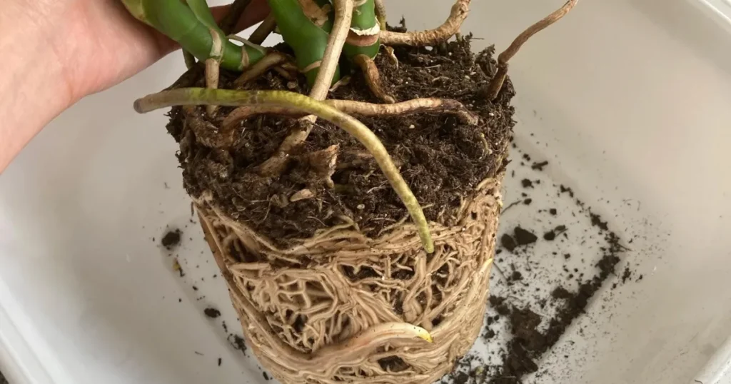 How Do I Know When My Monstera Needs Repotting?