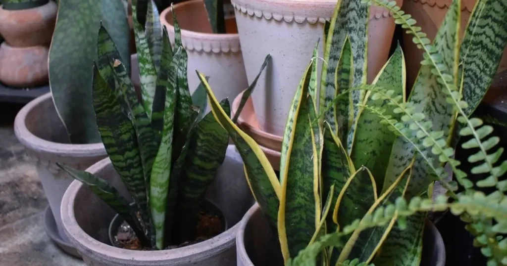How Do You Care for a Snake Plant