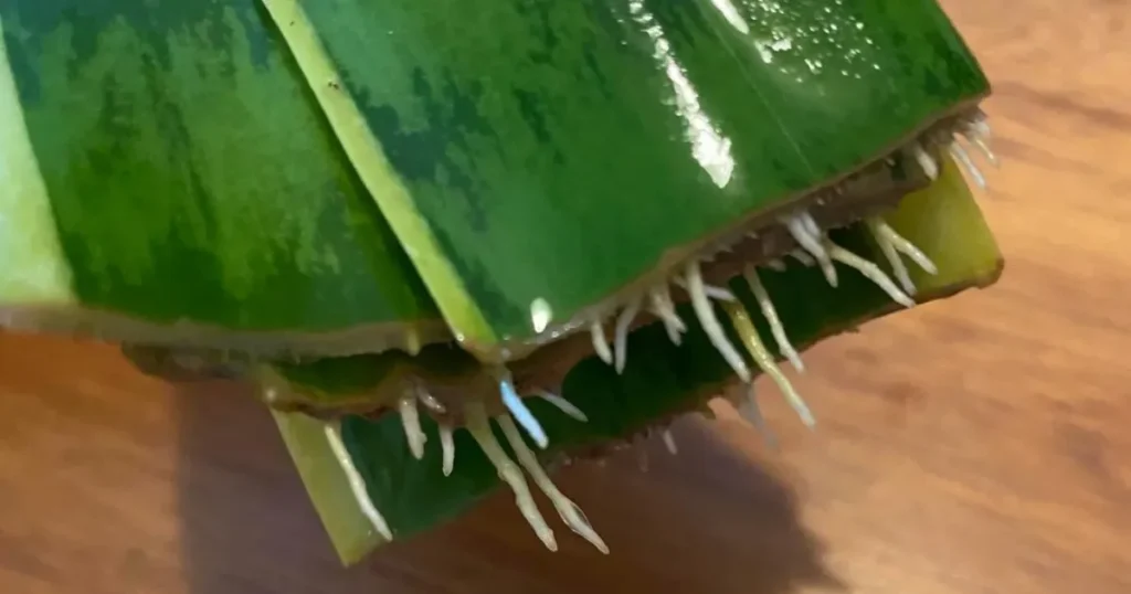 How Do You Know Your Cuttings Are Ready for Soil