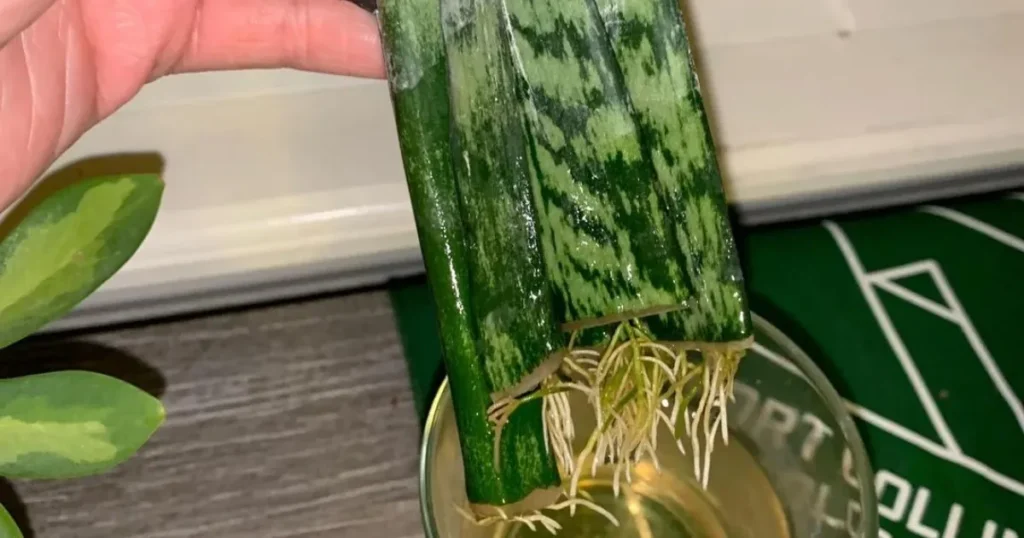 How Do You Repot Snake Plant Cuttings