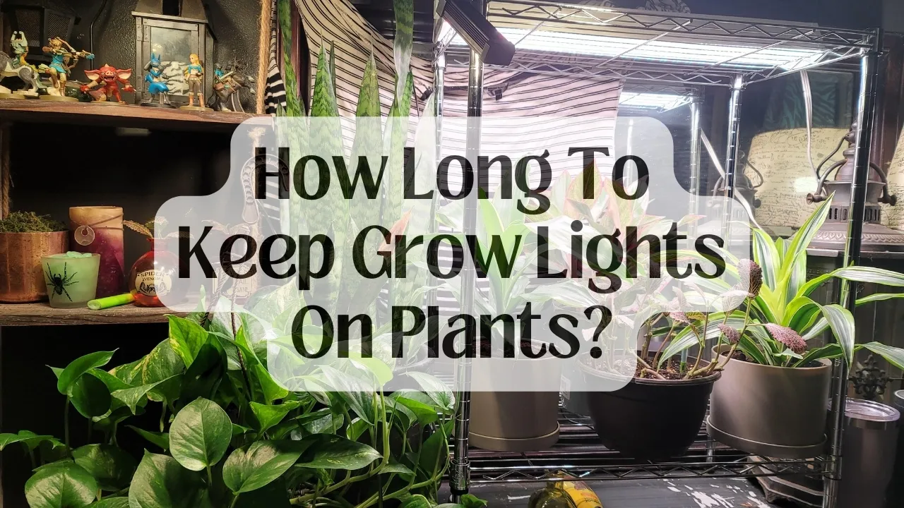 How Long To Keep Grow Lights On Plants