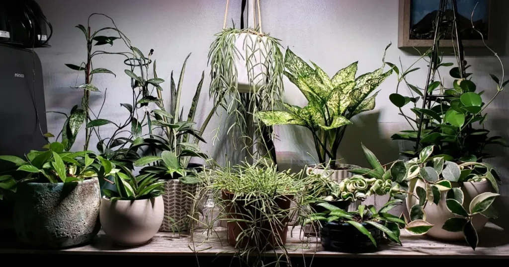 How Much Light Do Indoor Plants Really Need